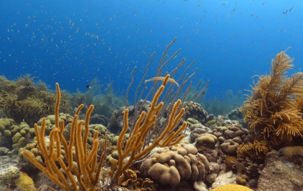 Clear Caribbean water suitable for snorkelling near Grand Turk